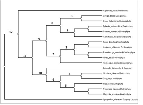 Solved Asplenium_nidus Pteridophyta 1 Ginkgo_bilobal - Chegg