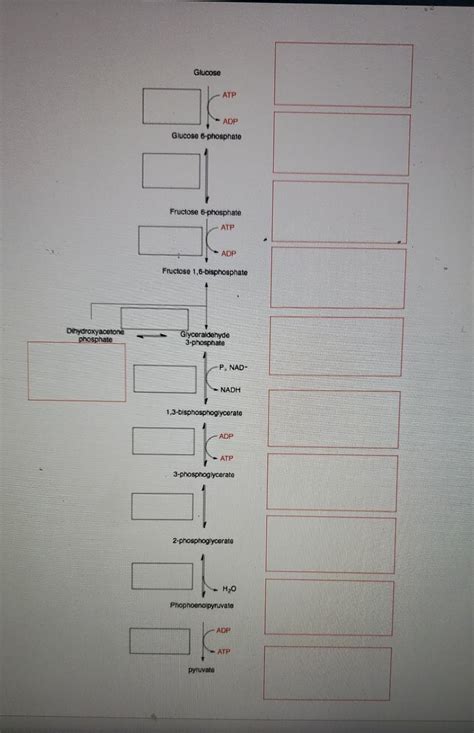 Solved Basic Concepts Worksheet 4.1 Description Glycolysis