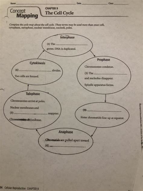 Solved CHAPTER 9 Study Guide Section 3: Cell Cycle Chegg com
