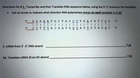 Solved DNA Transcription And Translation Directions 1. T...