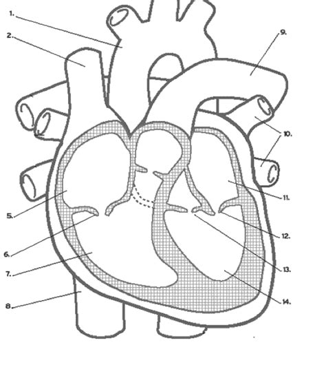 Solved Describe the cardiac cycle by using the diagrams