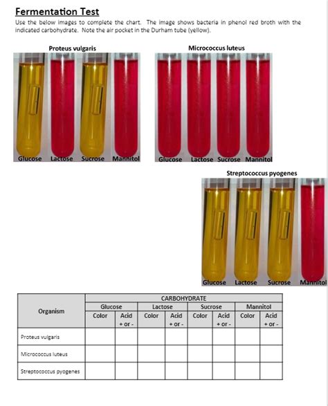 Solved Fermentation Test Use the below images to complete