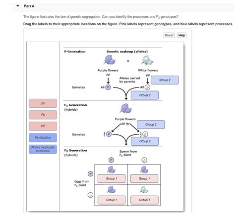 Solved In genetics, letters are used to represent alleles. - Chegg