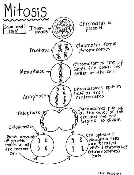Solved MITOSIS COLORING Cei division includes a very