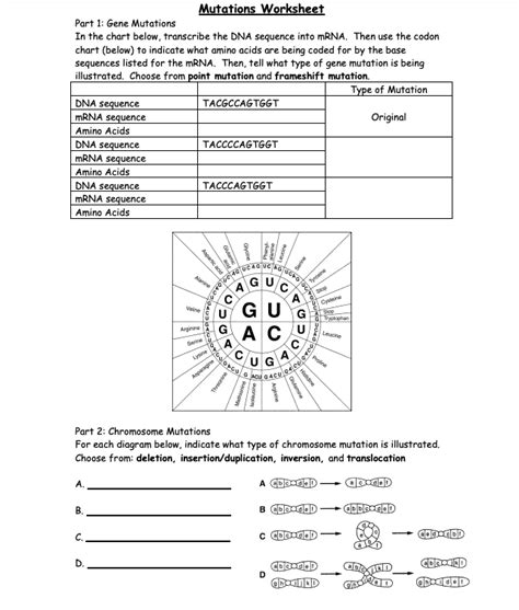 Solved Mutations Worksheet Part 1: Gene Mutations In the Chegg com