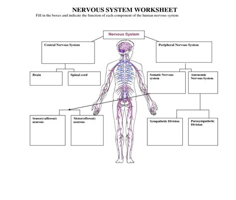 Solved NERVOUS SYSTEM WORKSHEET Fill in the boxes and