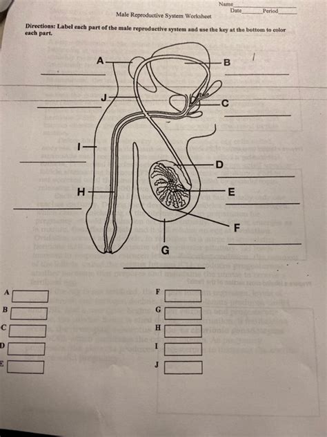 Solved Name Date Period Male Reproductive System Worksheet
