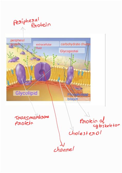 Solved Part A Drag the labels onto the diagram to …