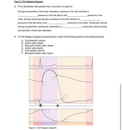 Solved Part C The Wiggers Diagram 8. Fill in the blanks