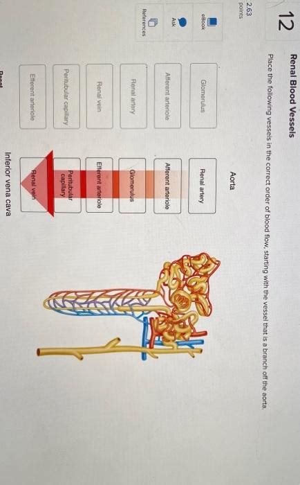 Solved QUESTIONS Place the following vessels in the order - Chegg