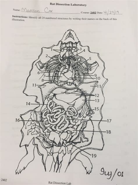 Solved Rat Dissection Laboratory Course 2402 Date 412