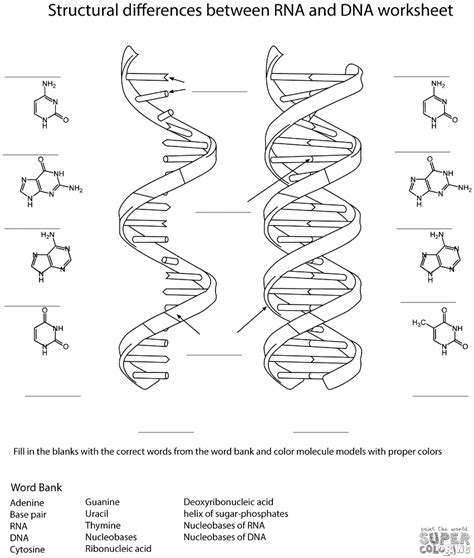 Solved Structural differences between RNA and DNA worksheet