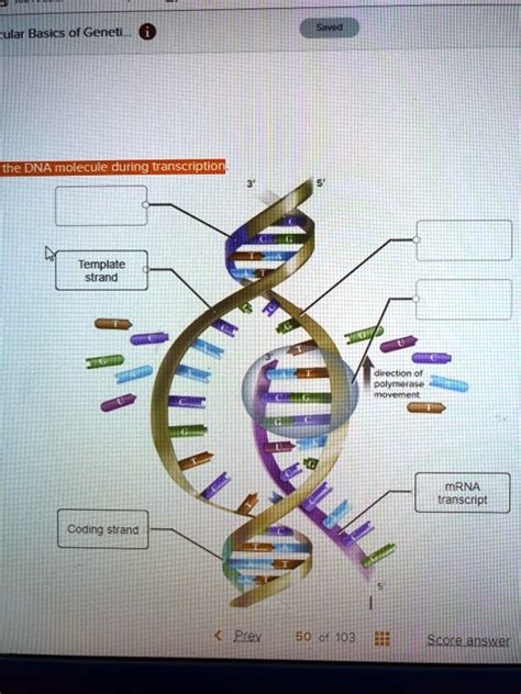Solved ular Basics of the DNA molecule during