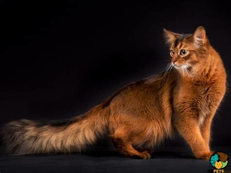 Somali kittens for sale. Things To Know About Somali kittens for sale. 