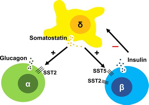 Somatostatin Inhibits Insulin and Glucagon Secretion via Two …