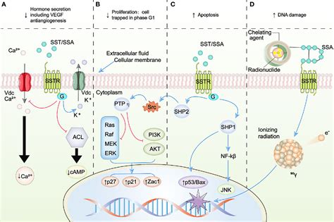 Somatostatin Receptors in Human Neuroendocrine Tumors