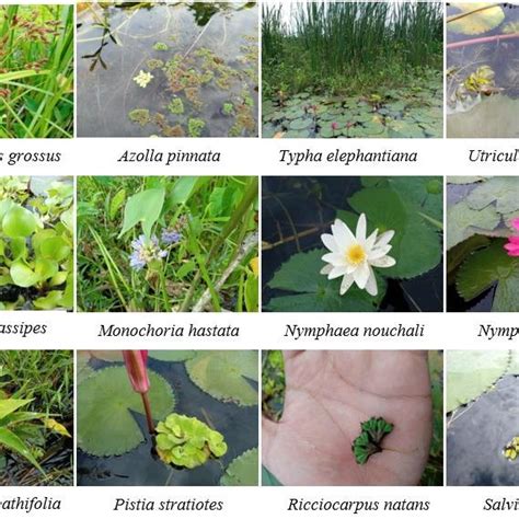 Some Photos of Aquatic Macrophytes Download Scientific Diagram
