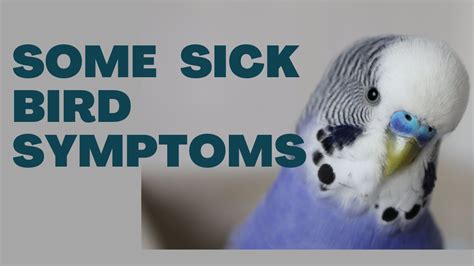 Some sick bird symptoms - Massachusetts Institute of …