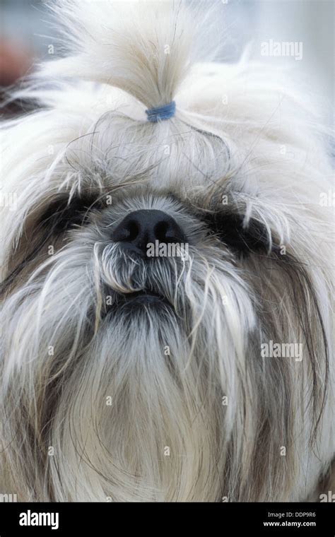 Some theories suggest that the Shih Tzu originated in Tibet, where it was bred by …