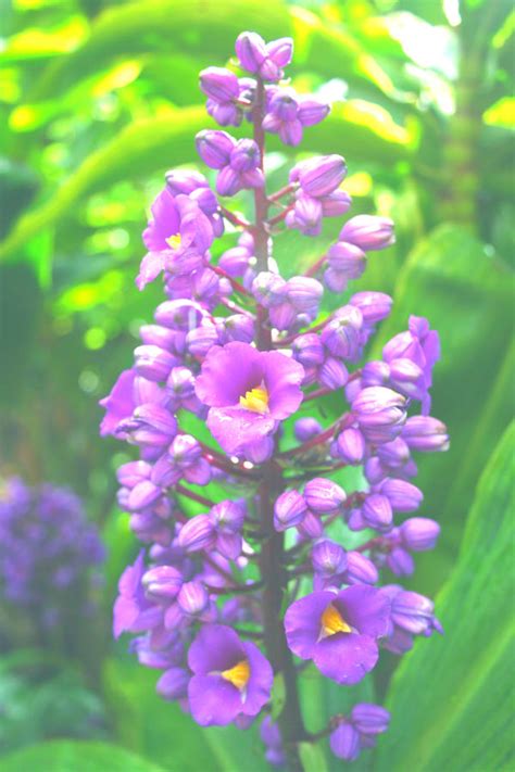 🍌 [HD] Somecallmeallie Onlyfans Leak