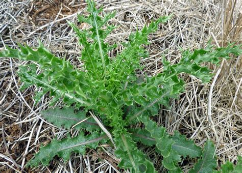 Sonchus asper (spiny sow-thistle) CABI Compendium