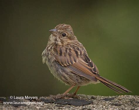 Song Sparrow Immature - Laura Meyers Photography