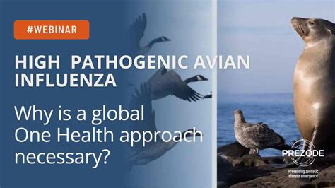 Song about pandemic.  A recent confirmation of Highly Pathogenic Avian Inf...