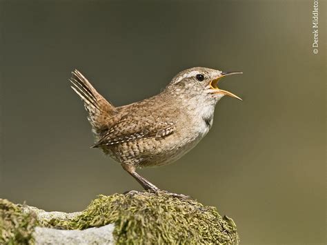 Song wren - Wikipedia