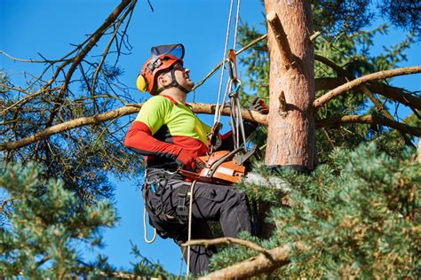Songbird Singing Things  Back to Navigation  Become an arborist Those 