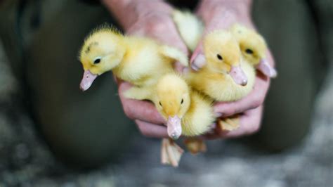 Sonoma County declares emergency after 250,000 chickens, ducks euthanized