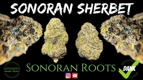 Sonoran sherbet strain. Things To Know About Sonoran sherbet strain. 