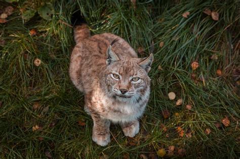 474px x 342px - th?q=Sophie Lynx capturado en el bosque.