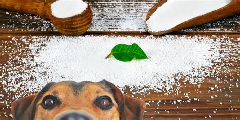 Sorbitol dogs. Things To Know About Sorbitol dogs. 