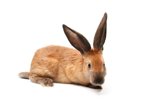 Sore Hocks in Rabbits PetMD