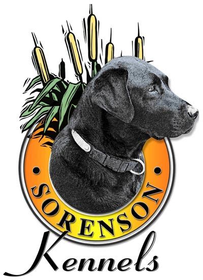 Sorenson kennels. 6. Sorenson Kennels. Labradors should be well-rounded, good-natured, and eager to please. Sorenson Kennels aims to produce puppies that are just that, and have followed its mission for many years now. A Lab puppy from Sorenson Kennels is a multi-purpose dog, just as the breed is meant to be, that’s of superb health and quality. 