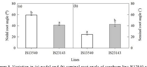 Sorghum Drought Tolerance is Associated with Deeper Root …