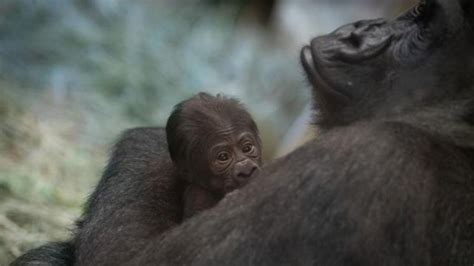 Sorpresa en el zoo de Columbus: un gorila, que los cuidadores creían que era un macho, dio luz a un bebé