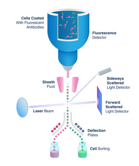 Sorter - Flow Cytometry & Cell Sorting Facility College of …