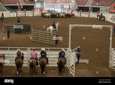 Sorting Rules - Canadian Team Cattle Penning Association