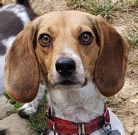 rescue puppy up for adoption. $75 Byrdstown, TN . 50 mins. Akc French bulldog. $1,200 ... $2,500 Knoxville, TN . 12 hrs. Toy Poodle. $500 Sparta, TN . 13 hrs. ... Dixie is a 1 year old beagle mix in search of her forever home. she is extremely affectionate. loves people and is good with social dogs. she is crate trained. does not ....