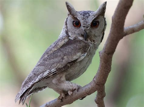 Soumitra Basak 🇮🇳 on Instagram: "Indian scops owl Nikon Gear