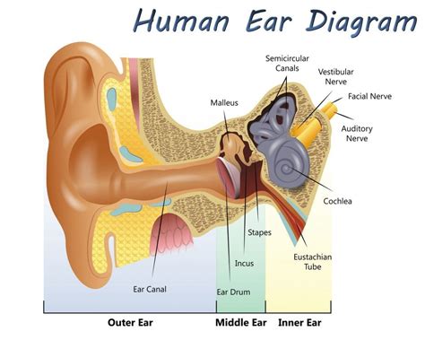Sound in ear when yawning