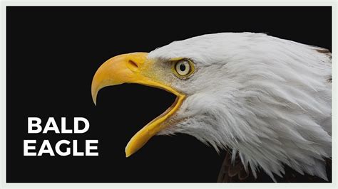 Sound of a bald eagle. See, bald eagles don’t sound impressive. They sound like a small bird you’d find in your yard or perhaps like a small turkey. The Cornell Lab of Ornithology calls it “a high, weak-sounding ... 