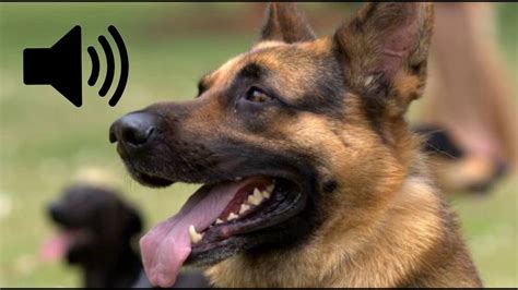 Sound of dog barking. Things To Know About Sound of dog barking. 