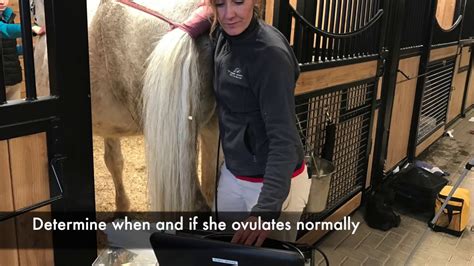 Soundgasm horse. Horse hauling services are an important part of owning a horse. Whether you need to transport your horse to a show, a vet appointment, or just from one stable to another, it is important to find the right service for your needs. 