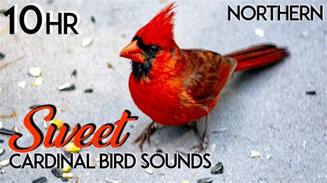Sounds of a cardinal bird. What Does Cardinal Birdsong Sound Like? Male Cardinal Birdsong. Between male and female Cardinal birds, male birds are known to be the better singers. You can identify their distinctiveness as their songs are more elaborate, complex, and louder. You can hear them singing from a distance a series of clear, whistled notes. 
