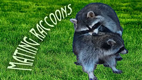 You can recognize several different raccoon sounds at night, each with a specific meaning and purpose. Scientists discovered that raccoons can make over 200 sounds, depending on the occasion. In most cases, they are particularly noisy during the mating season and at night while looking for food. . 