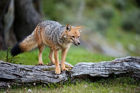 South American fox - Wikipedia