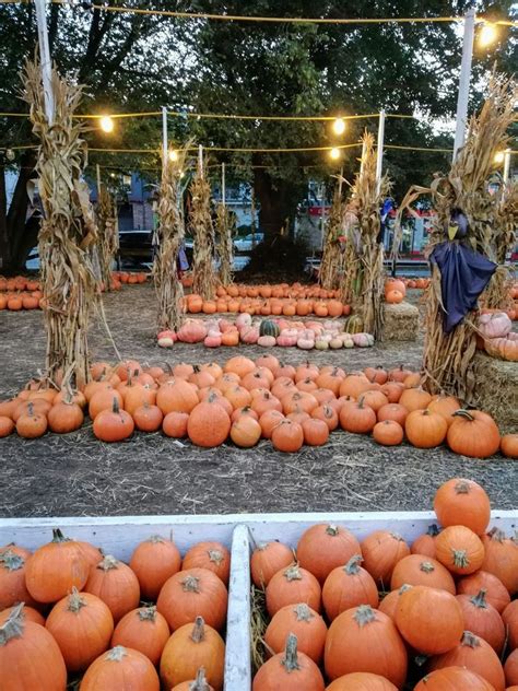 South Bay pumpkin patch vandalized Tuesday night