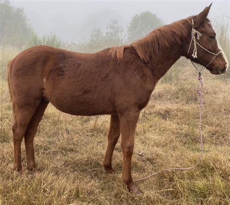 South Burnett Horse Information - Facebook